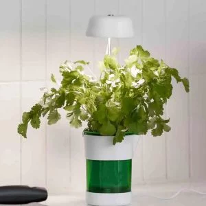 a plant in a pot
