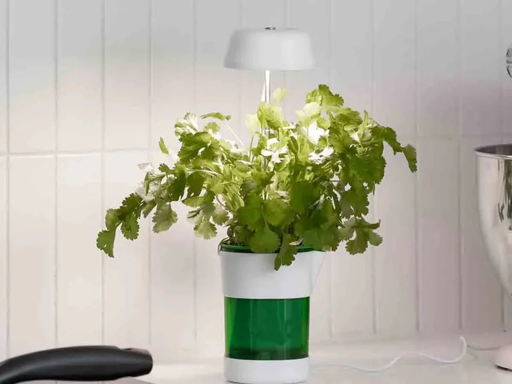 a plant in a pot