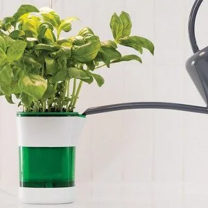 a plant in a pot
