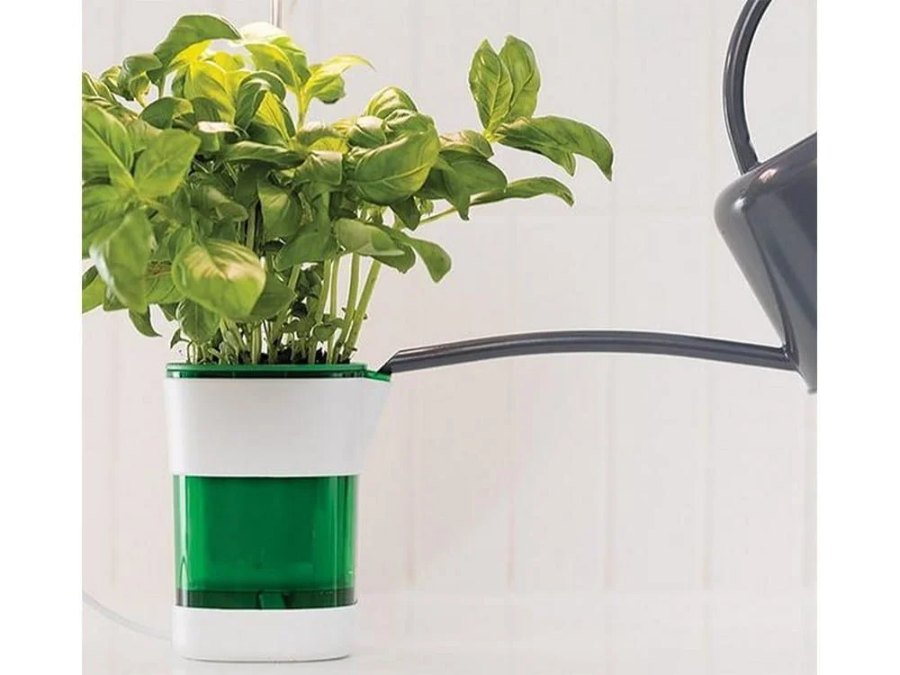a plant in a pot