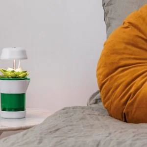 a plant on a table