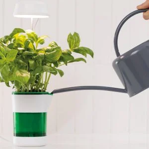 a plant in a pot