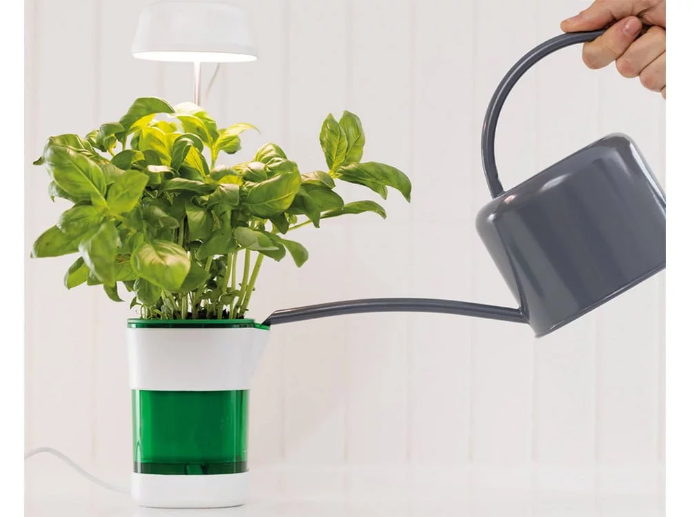 a plant in a pot