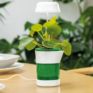 a plant in a pot