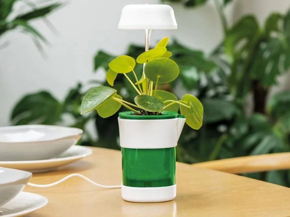 a plant in a pot