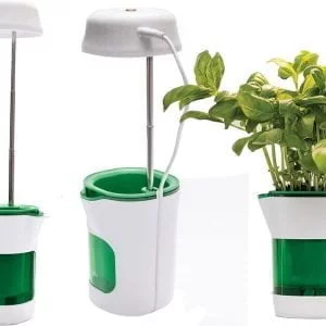 a plant in a pot