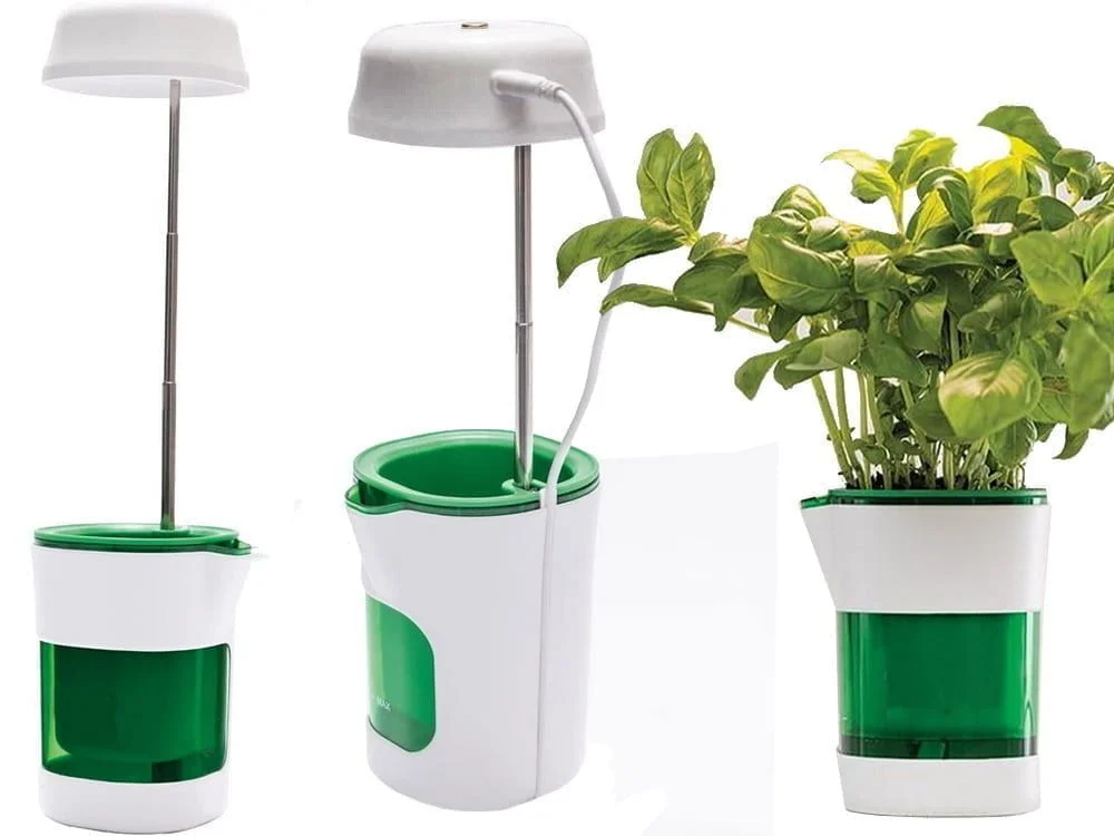 a plant in a pot